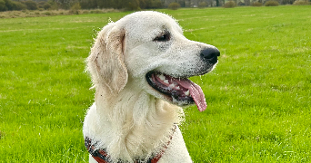 audrey pet sitter à AUCEY LA PLAINE 50170_1