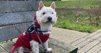 anaïs pet sitter à RENNES 35700_2