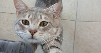 inès pet sitter à CLERMONT FERRAND 63000_2