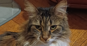 marie-france cat sitter à SANNOIS 95110_5