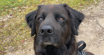 montana pet sitter à CORBERON 21250_8