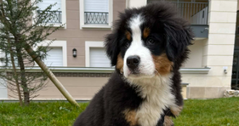 lucile dog sitter à ST REMY L HONORE 78690_3