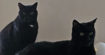 severine pet sitter à PARIS 18 75018_10