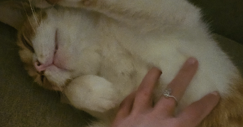 alice pet sitter à CHATEAU GONTIER SUR MAYENNE 53200_7