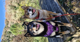 corentine pet sitter à CASTELNAU VALENCE 30190_1