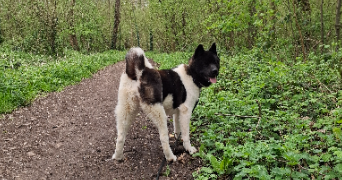 marnie pet sitter à FONTENAY SUR EURE 28630_1