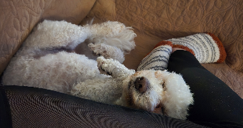 amelia pet sitter à PORNICHET 44380_3