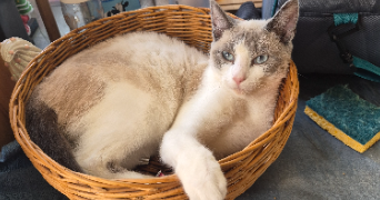 mickael pet sitter à SAUMUR 49400_1