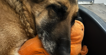 judith pet sitter à CLERMONT FERRAND 63000_4