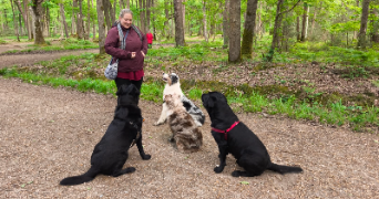 eva pet sitter à ELANCOURT 78990_2