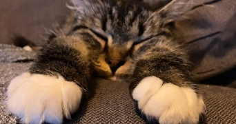 isabelle pet sitter à CROUY EN THELLE 60530_1
