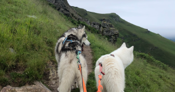 elodie pet sitter à SALIES DE BEARN 64270_2