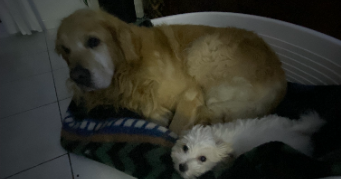 alexandra pet sitter à LILLE 59000_2