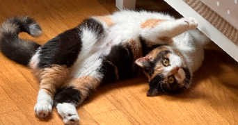 romane pet sitter à ST SEBASTIEN SUR LOIRE 44230_0