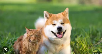 ophelie pet sitter à LA CLAYETTE 71800