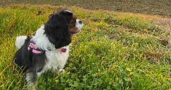 claudia pet sitter à CHEPPY 55270_2