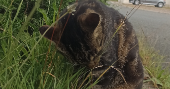 louane pet sitter à ST NAZAIRE SUR CHARENTE 17780_1