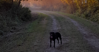 ash pet sitter à LAVAL 53000_3