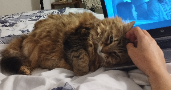 verena pet sitter à Clermont-Ferrand 63100_12