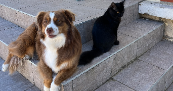 léonie pet sitter à RIEUX 60870_4