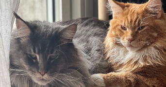 maitena pet sitter à ST MARTIN DE SEIGNANX 40390_1
