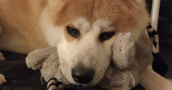 manon pet sitter à LAXOU 54520_3