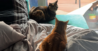 monica pet sitter à RENNES 35200_4