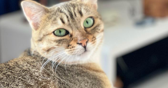 Lucia pet sitter à NICE 06200_3