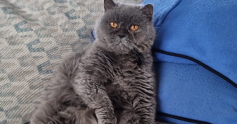 dilara cat sitter à TOULOUSE 31000_3