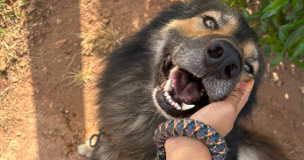 hiba pet sitter à TOULOUSE 31400_2