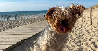 lola pet sitter à BORDEAUX 33800_1