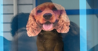 anelyne pet sitter à PARIS 11 75011_0