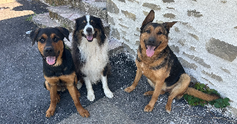 pauline pet sitter à Mauves-sur-Loire 44470_4