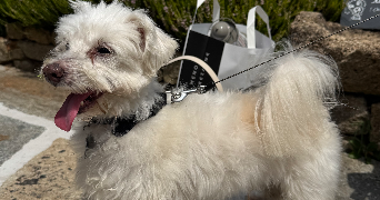 emysphia pet sitter à CARRIERES SOUS POISSY 78955_3
