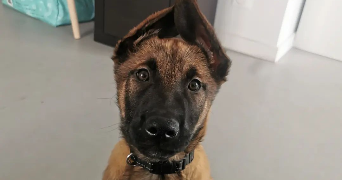 nina pet sitter à Bordeaux 33100_3