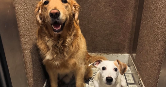 florent pet sitter à PARIS 09 75009_5