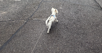 théo pet sitter à ENSISHEIM 68190_2
