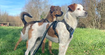 manon pet sitter à LOMBRON 72450_2