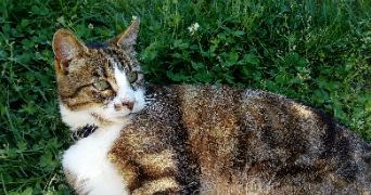 mathilde pet sitter à MEYLAN 38240_3