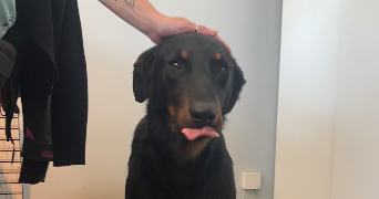 lola pet sitter à Maisons-Alfort 94700_4