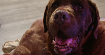 claire pet sitter à ST SYMPHORIEN SUR SAONE 21170_8