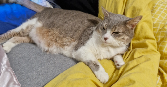 noa pet sitter à Rouen 76000_10