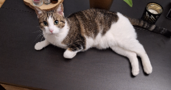 cylio pet sitter à FONTENAY AUX ROSES 92260_4