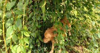 elodie pet sitter à SILLINGY 74330