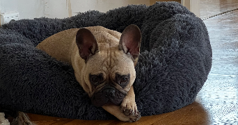 emma  pet sitter à Montceau-les-Mines 71300_5