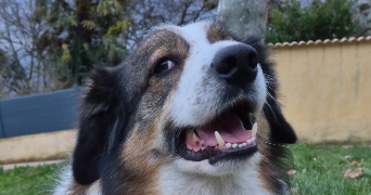 nolan pet sitter à PONT ST ESPRIT 30130_1