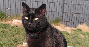 ophélie pet sitter à LUDRES 54710_1
