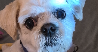 aurélie pet sitter à SOISSONS 02200_1
