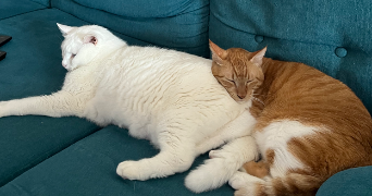 nikolic pet sitter à MONTRABE 31850_2