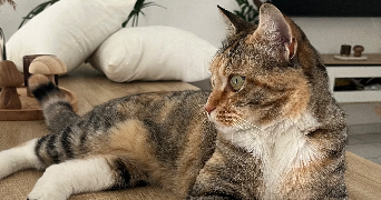 célia pet sitter à LABASTIDE ST SERNIN 31620_10